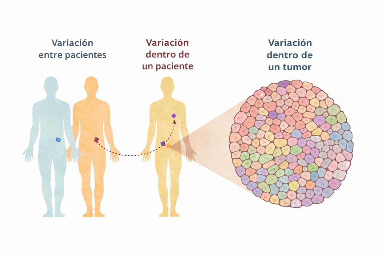 Figura 2. La secuenciación de RNA de célula única permite estudiar la actividad de los genes en distintos niveles. Mientras que la secuenciación masiva convencional ofrece un promedio de la expresión génica entre diferentes pacientes o dentro de una muestra completa, la secuenciación de RNA de célula única revela las diferencias entre las células individuales, haciendo visible la diversidad celular que existe dentro de un mismo tumor o tejido y que pueden apreciarse en la imagen de distintos colores. Adaptado de Fox y Loeb, 2014.